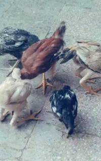 جوجه محلی