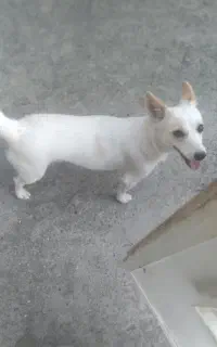 سگ پاکوتا