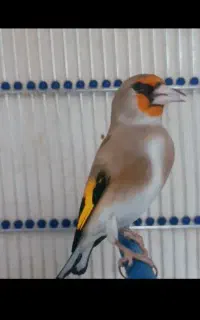 جوجه سهره نر سیبیل زده