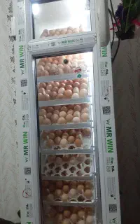 دستگاه جوجه کشی۳۰۰۰۰۰۰