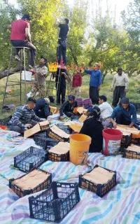 سرکارگر کار کشاورزی باغ با اکیپ*مصی بیرانوند*