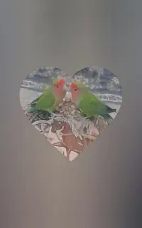 جفت طوطی بریزیلی