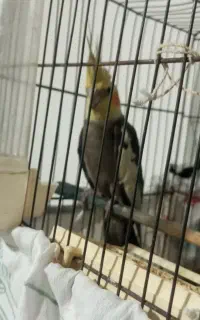 عروس هلندی نر