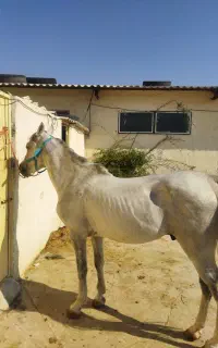 فروش اسب عرب