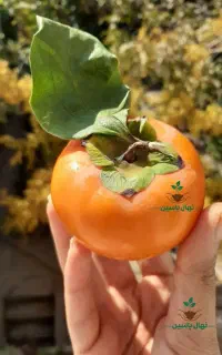 نهال های خاص پایه رویشی و بذری