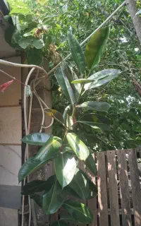 گل سالم برای اینکه جا ندارم می خوام بفروشم