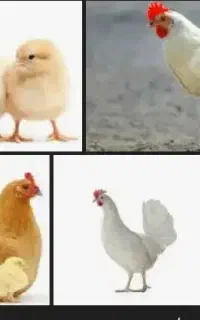 به کارگر در مرغداری نیازمندیم