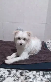 پاپی سفید.مبلغ 2