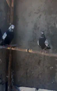 پرنده