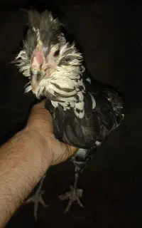 مرغ