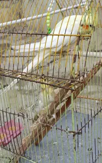 فروش عروس هلندی