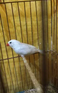 عروس هلندی و فنچ