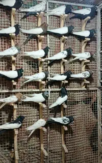 دسته رنگی سینه کله 70عدد