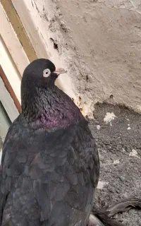 کفتر الوان نر