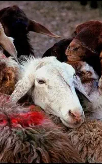 گوسفنده زنده با سکول دیجیتالی
