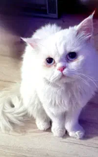 گربه پرشین