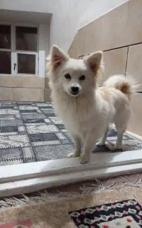 پامرانین روباهی نر