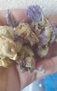 گل ختمی خشک شده