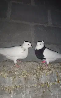 کبوتر