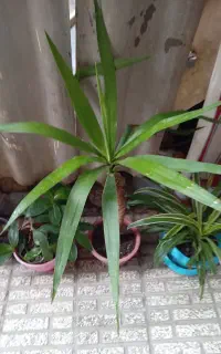 گل زیبا وسرحال
