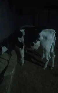 سلام فروش پشت نخری حامله