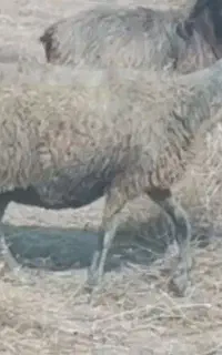 دو تا میش فروشی