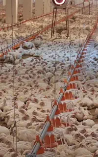 استخدام کارگر مرغداری گوشتی