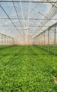 تیلر گذاری گلخانه و باغات