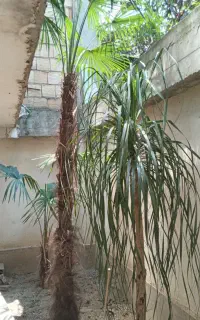 فروش گل و گیاه