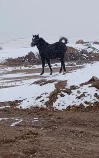 کره اسب مادیان