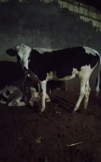 گوساله ماده چاق