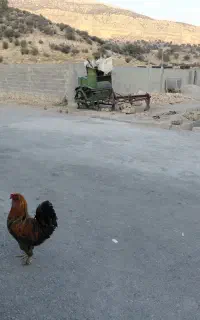 خروس