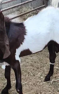 فروش نرپاکستانی و۳عددبره یک ماده دونر