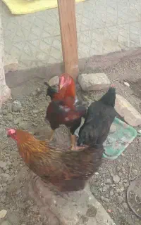 فروش ۳ عدد مرغ محلی تخم گذار ویک عدد خروس