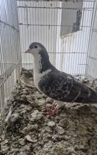 ساده مگسی