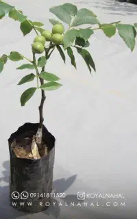 نهال گردو گرمسیری