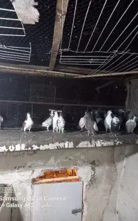 کبوتر