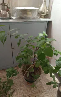 گل کاغذی