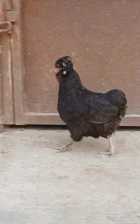 مرغ