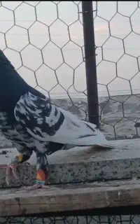 ۲جفت نروماده رنگی گلدار درجه۱