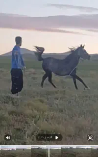مادیان ۳،۵ ساله