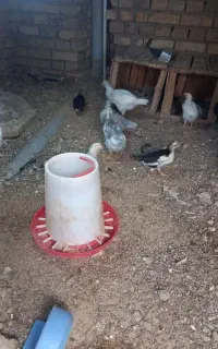 جوجه ۳ ماهه ماهه گلین اصل  زینتی چهل تاج کرچ شو