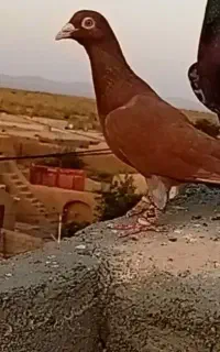 کفتر گمشده