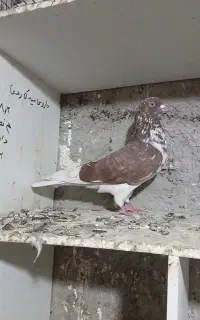 طوقی نر و مایا