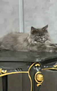 گربه نژاد دار