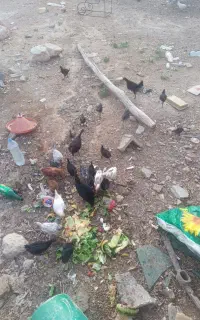 جوجه محلی از یک ماه تا 4ماه درجه یک
