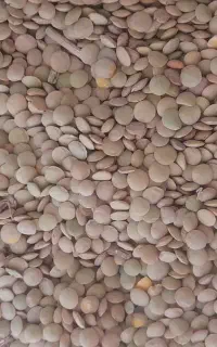 عدس تازه