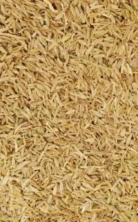 گندم