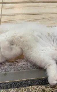 گربه اسکاتیش۳ماه