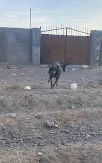 دوبرمن ۷ماهه